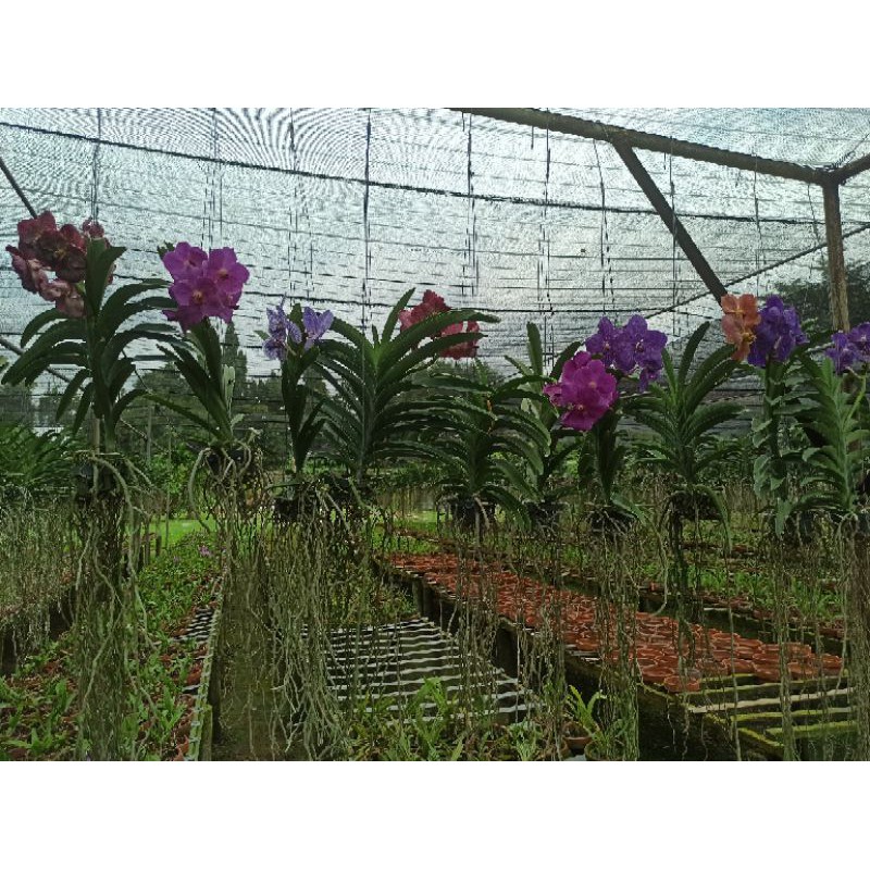 Anggrek Vanda Dewasa Siap Berbunga