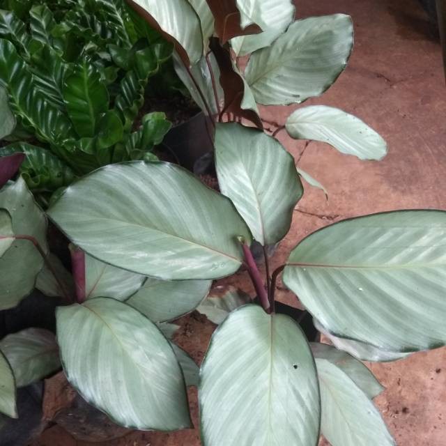  Tanaman  hias calathea  silver  plat pohon calathea  silver  