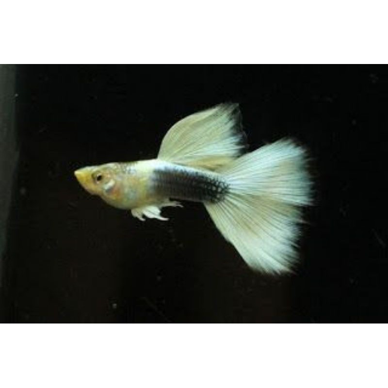 ikan Guppy Hb white