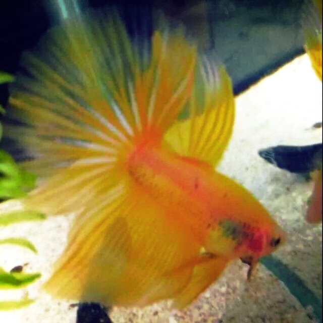 Ikan Cupang Super Yellow Ikan Cupangnemo Ikan Cupang Plakat Shopee Indonesia