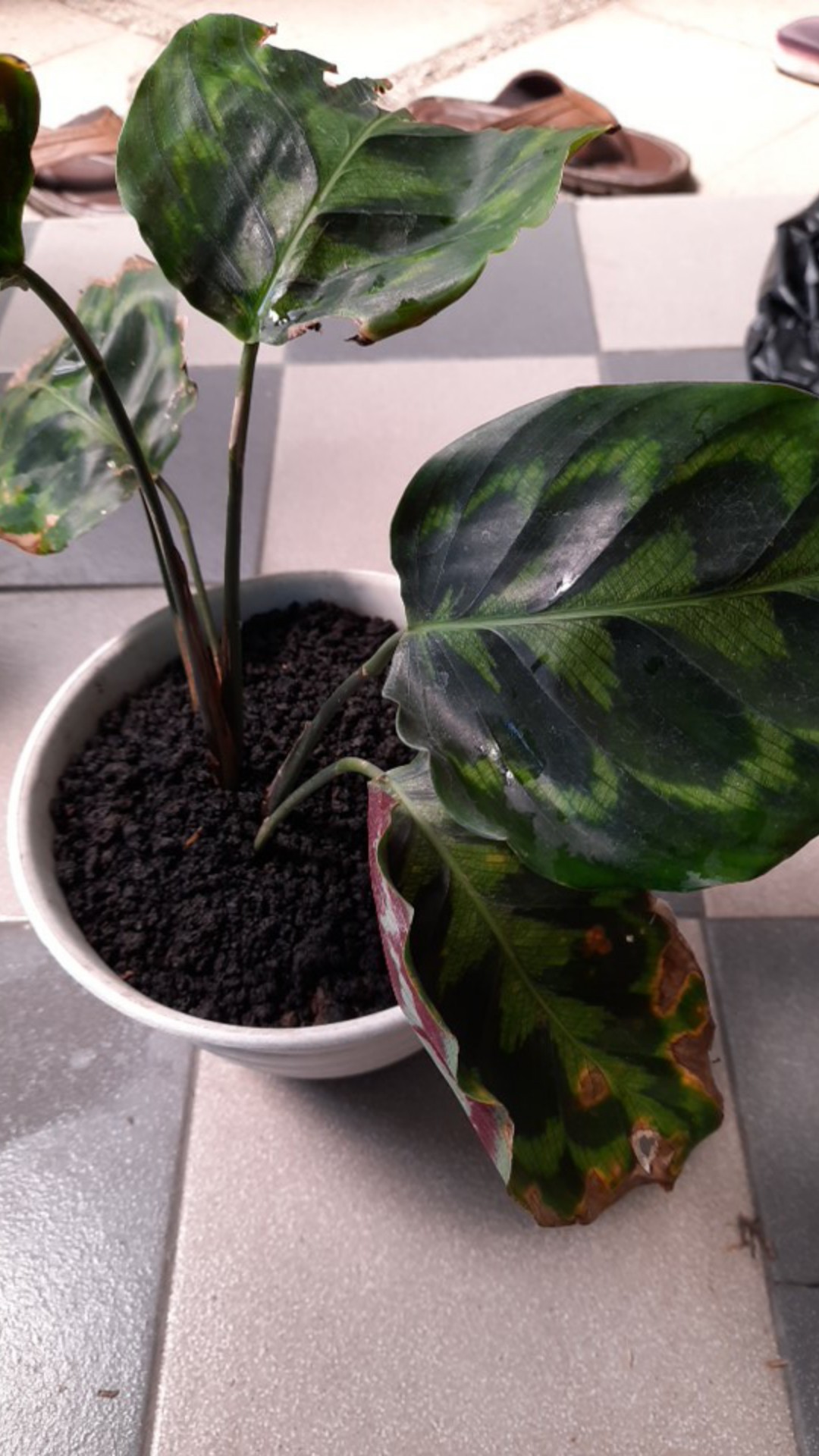 Tanaman Hias Daun Calathea Peacock