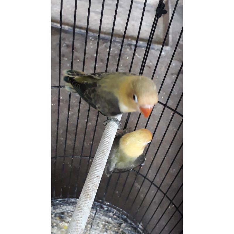 lovebird biola pb split sepasang jantan betina