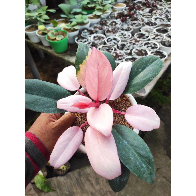 PROMO!!! TANAMAN HIAS PHILODENDRON PINK CONGO REAL PICT