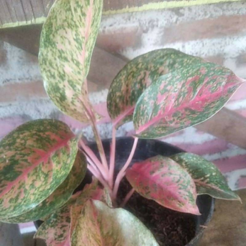 Aglonema Striptis Indukan