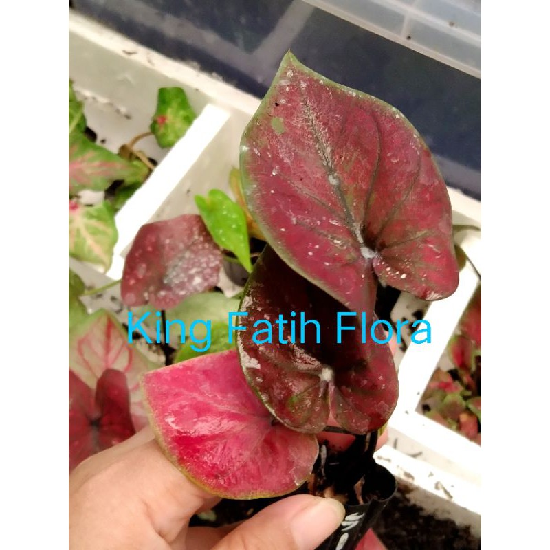 Size Anakan Caladium H51 / Caladium Black Cooper (Tanpa Pot)
