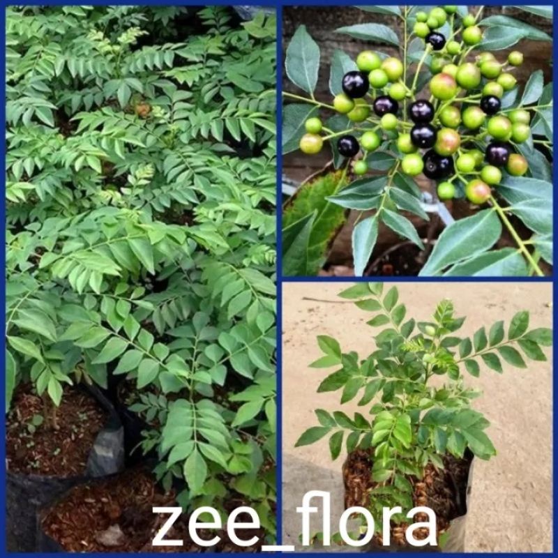 Pohon salam koja | pohon kari