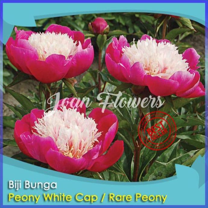 BIBIT TANAMAN BUNGA PEONY WHITE CAP BENIH BIBIT TANAMAN HIAS STOK READY