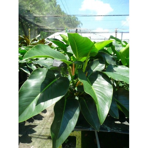 Tanaman hias Philodendron imperial red / green