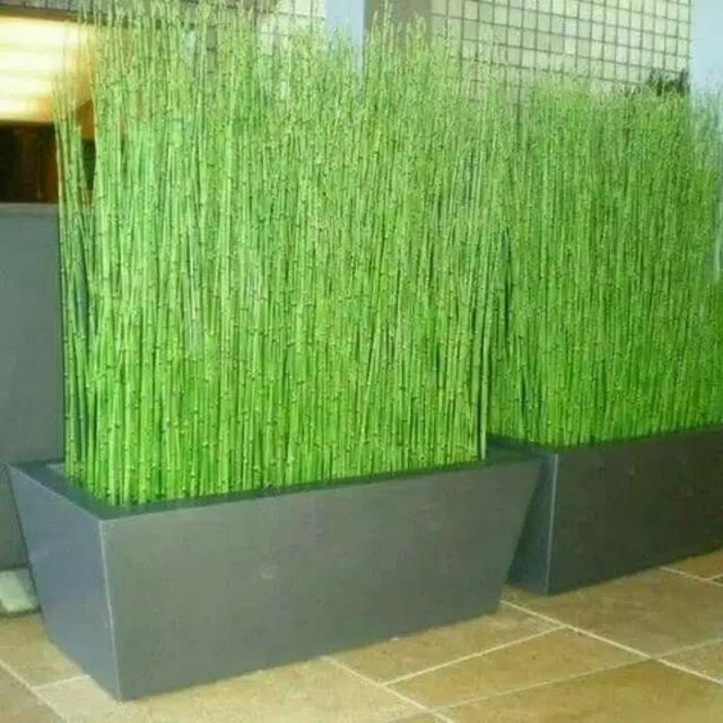 tanaman hias bambu air + pot panjang tanaman hias pagar bambu air +pot panjang