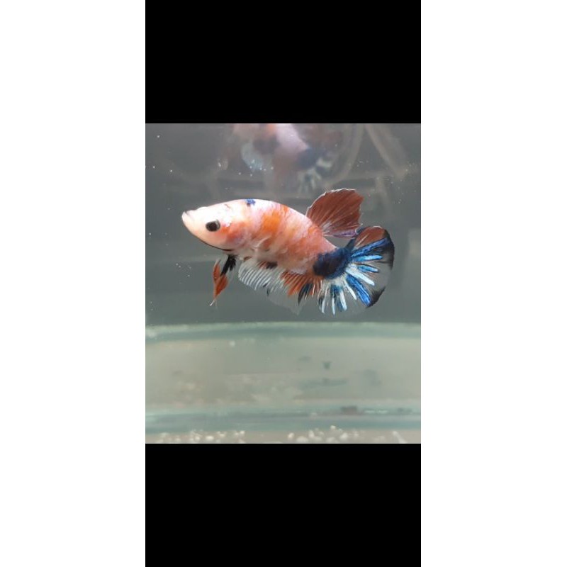 

ikan cupang koi galaxy REAL PICT
