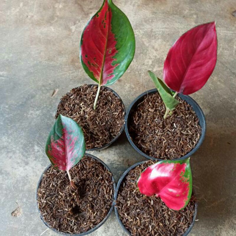 bibit aglonema suksom jaipong anakan