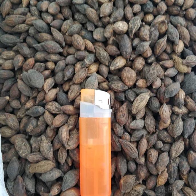 SE KG BIJI BENIH TANAMAN KETAPANG KENCANA TERMINALIA I1N