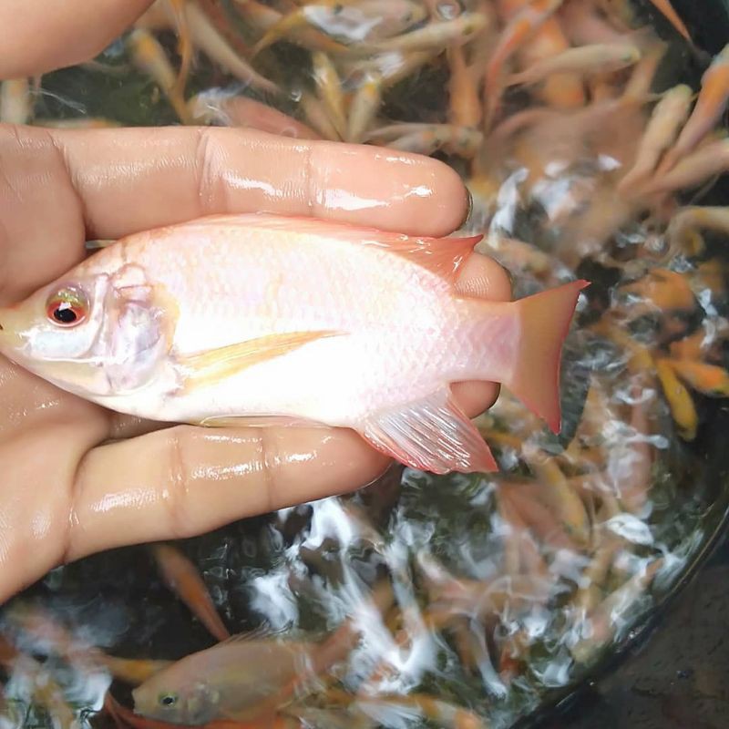Ikan Nila Bangkok - Bibit Ikan Nila Bangkok - Ikan Nila - Bibit Ikan - Ikan Nila Bangkok -Bibit Nila