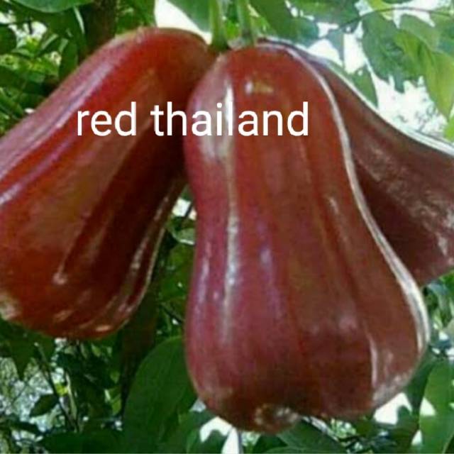 jambu red