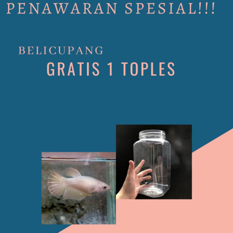 Ikan Cupang Plakat Betina