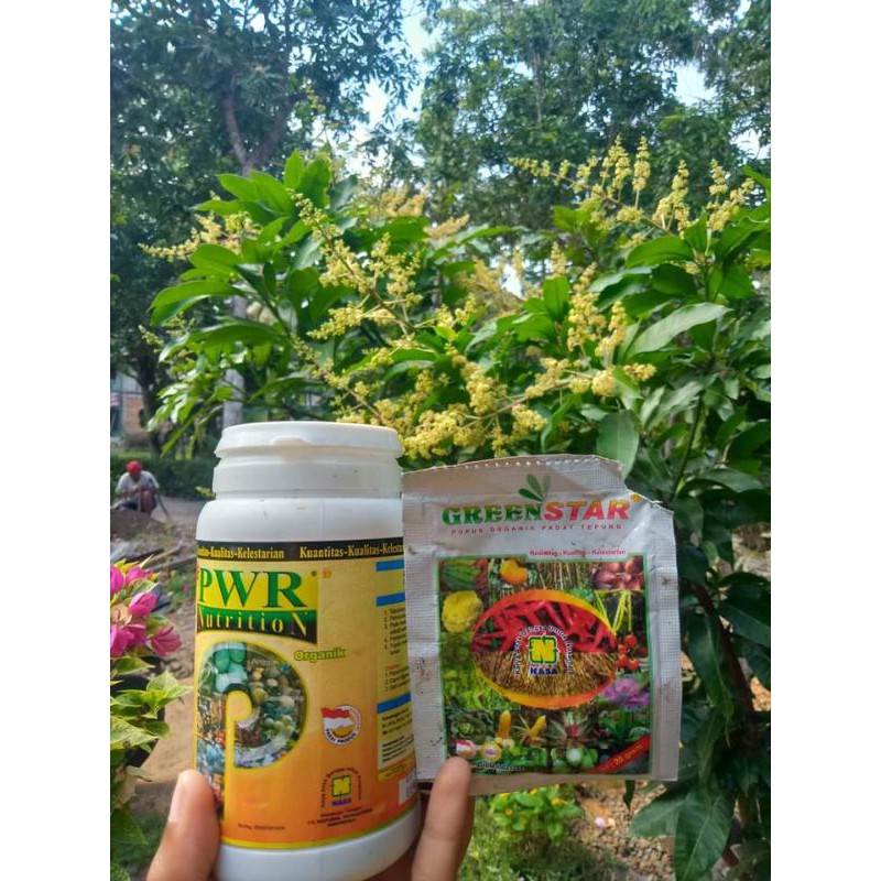 perangsang buah