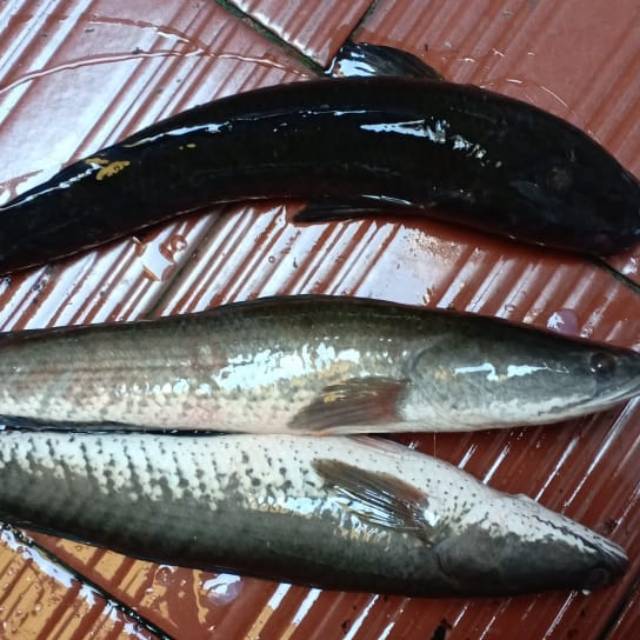 

Ikan gabus segar 1kg