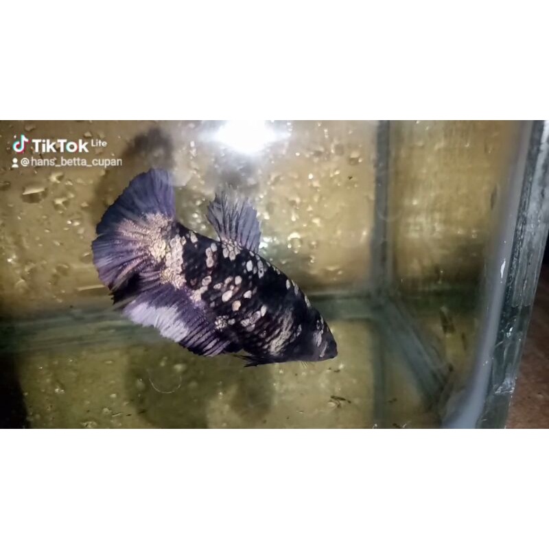 Ikan Cupang Betina Avatar Cooper Gold Full Telur