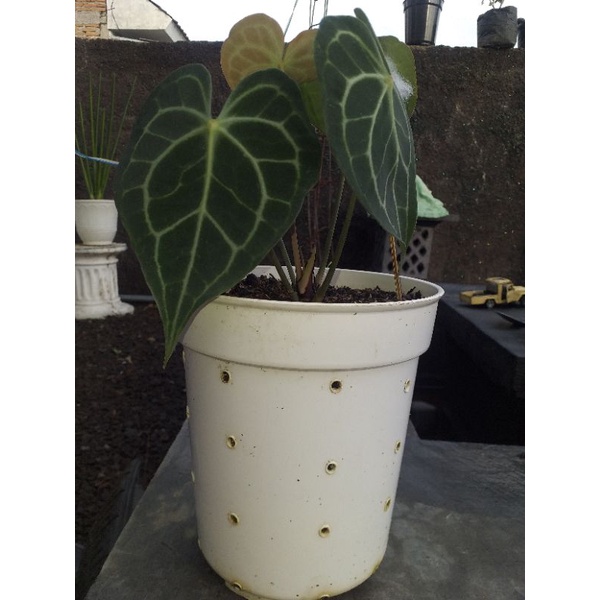 kuping Gajah tarantula/clarinervium