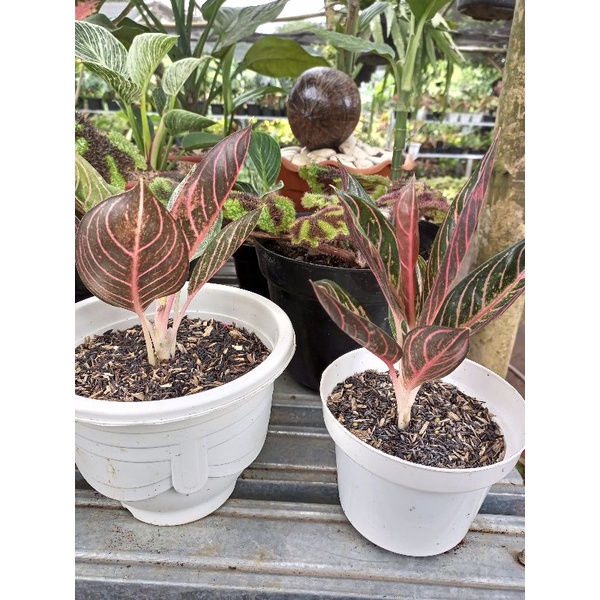 promo aglonema fried red Sumatra (anakan 1-2 daun)