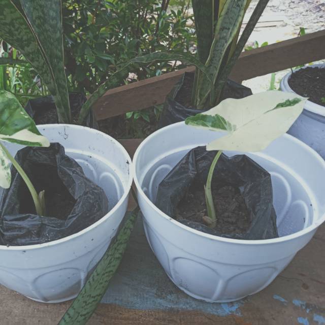 Alokasi varigata Lompong Putih