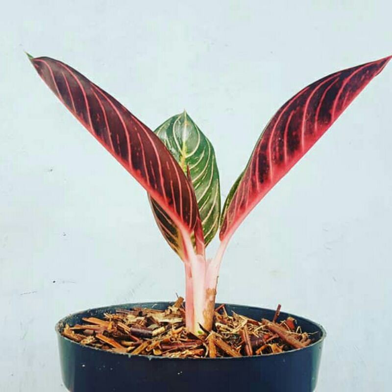 Tanaman Hias Baby Aglonema Red Sumatra - Pohon Aglonema Red Sumatra