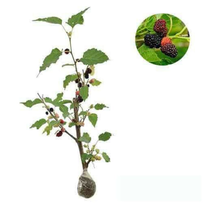 Bibit Pohon Buah mulberry murbei Tanaman Hidup khusus gosend