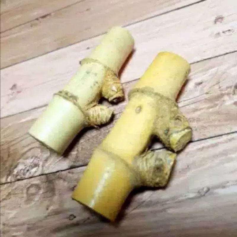 bambu Prink pethuk bertemu ruas asli bambu