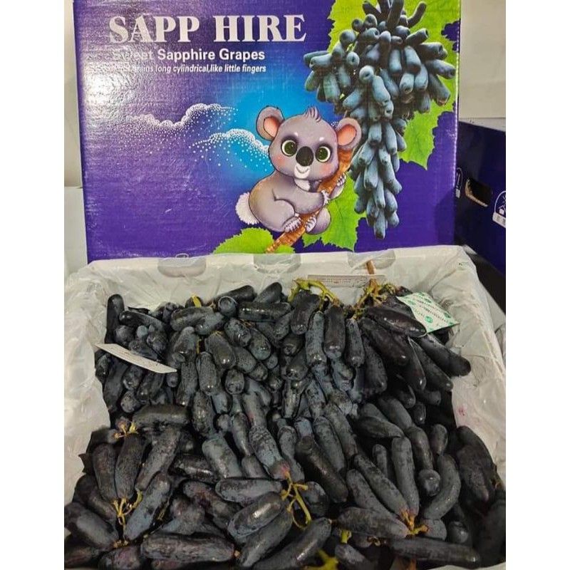 Bibit Anggur Import Moondrop Sweet Saphire Grafting-2