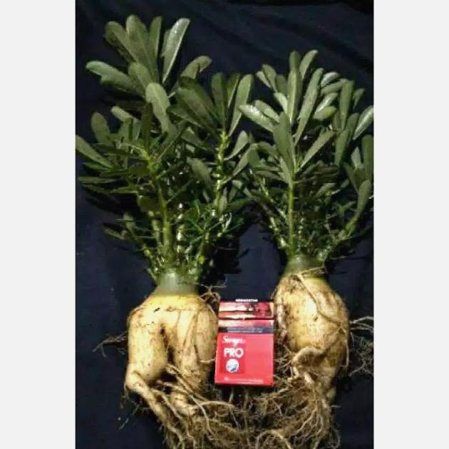 Produk Unggulan] indukan 2 pohon adenium cabang seribu bonggol besar