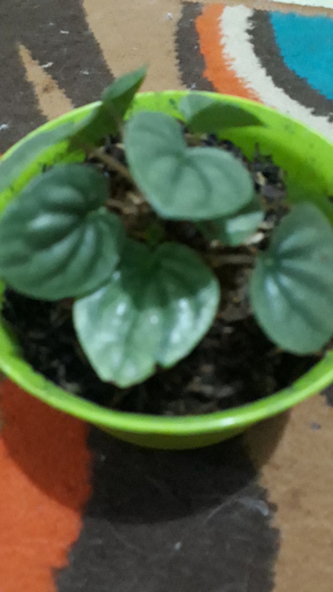 Peperomia Kerut Merah- Peperomia Caperata Red Riple