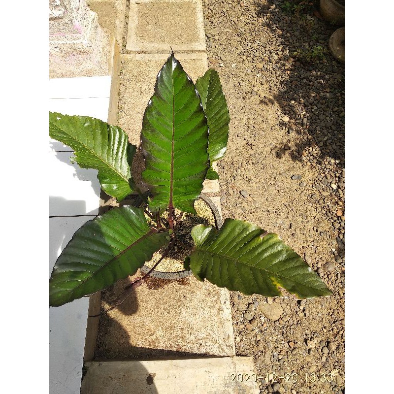 antorium hukery black beauty