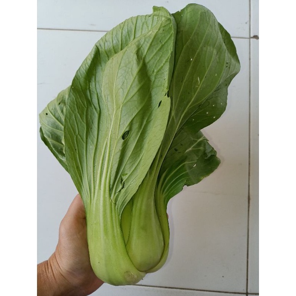 

Pakcoy - 500gram