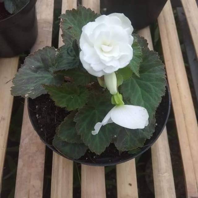 Begonia mawar