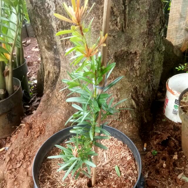 Tanaman Lohansung Pucuk Merah / Pohon Lohansung Picuk Merah
