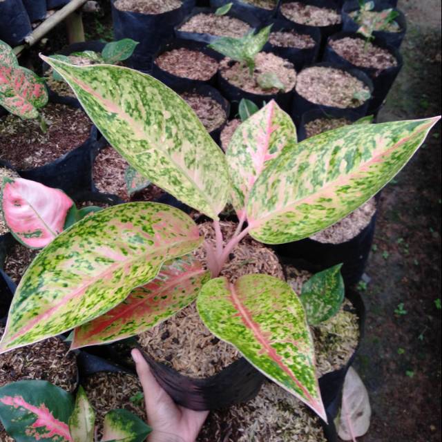 Bunga Aglonema Big Roy