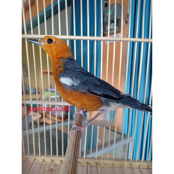 anis merah ring wn bali