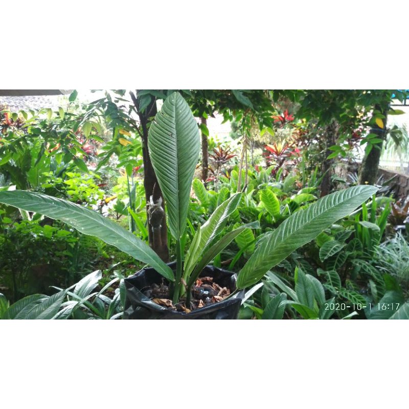 Linet / pilhodendrom linet