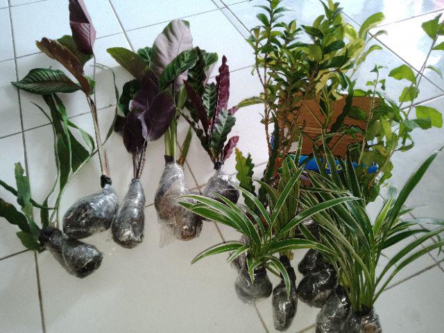 Tanaman Asoka Bunga Merah / Tanaman Soka Bangkok