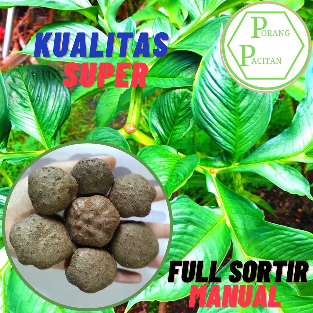 Bibit  Porang bubil/biji Ukuran Besar (Isi 70–80/Kg) – Harga Per Biji