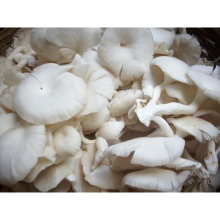 

PASAR ONLINE MURAH -JAMUR TIRAM 250gr