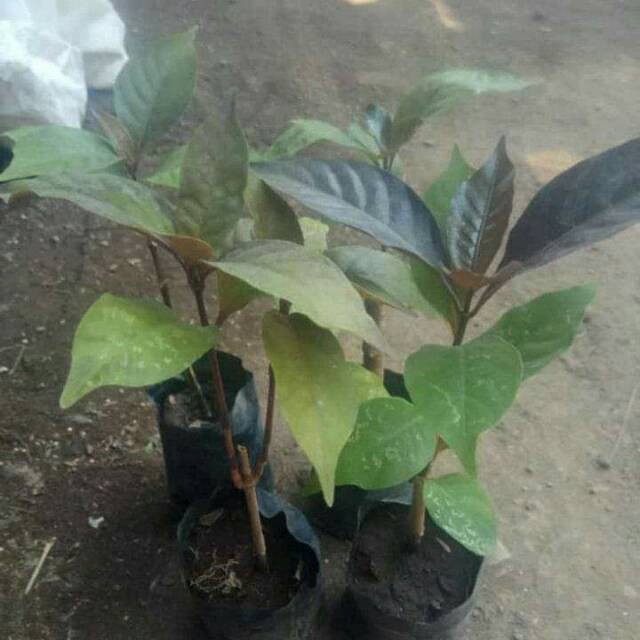 BIBIT DAUN UNGU BIBIT DAUNUNGU HANDEULEUM DAUN UNGU OBAT WASIR  DAUN UNGU OBAT HERBAL NUSANTARA TOGA