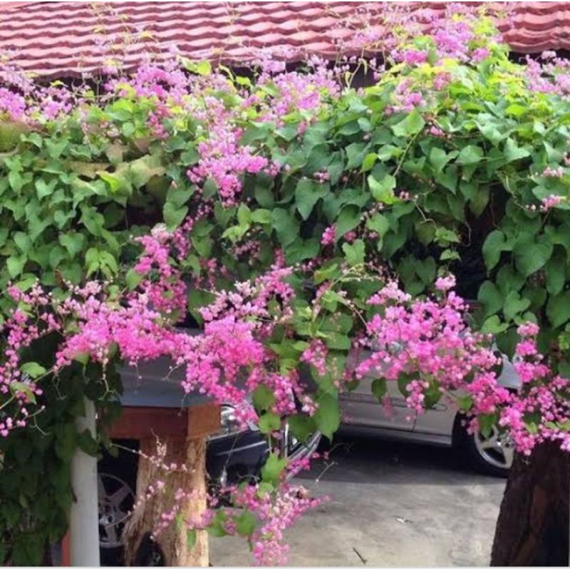 biji  bunga air mata pengantin 50biji