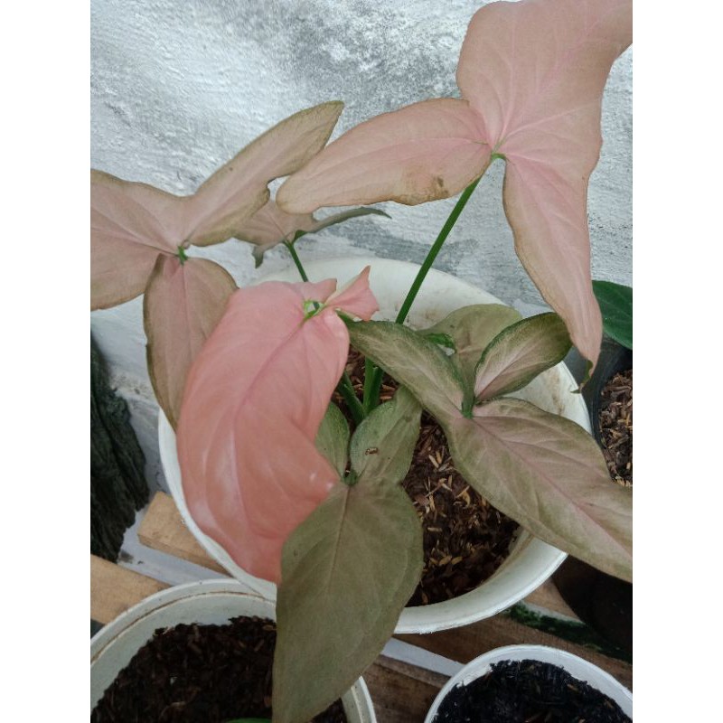 Tanaman Hias Singonium Pink, warna daun merah muda Susu, cuantiik....