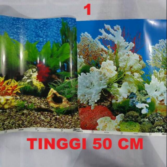 Background/latar belakang aquarium tinggi 50 cm panjang per 10cm
