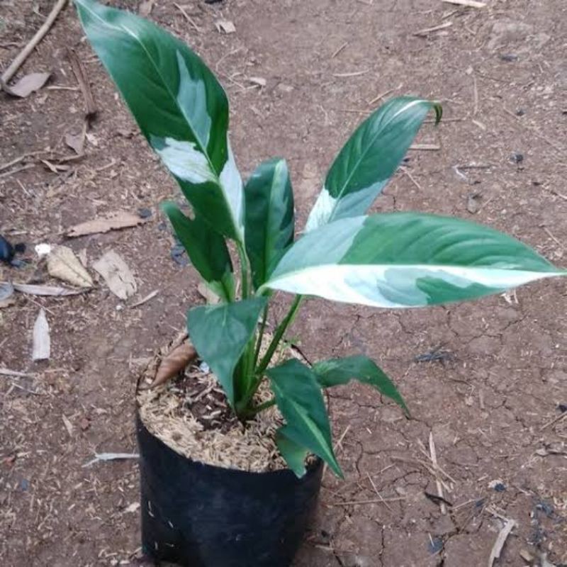 Tanaman Hias Peace Lily ( Sepatu filum Varigata ) tanaman bunga Sepatu filum.