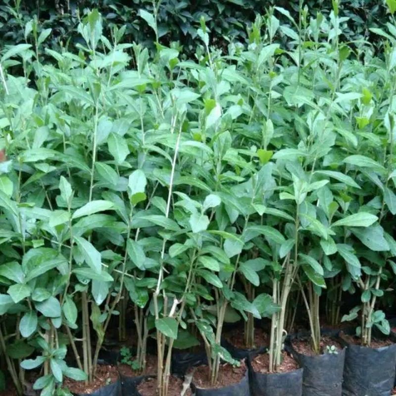 tanaman hias li kwan yu