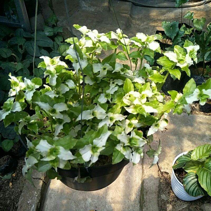 TANAMAN HIAS  GANTUNG LIDAH KERA DAUN KERITING/GREEN WITHE/BIBIT TANAMAN HIAS