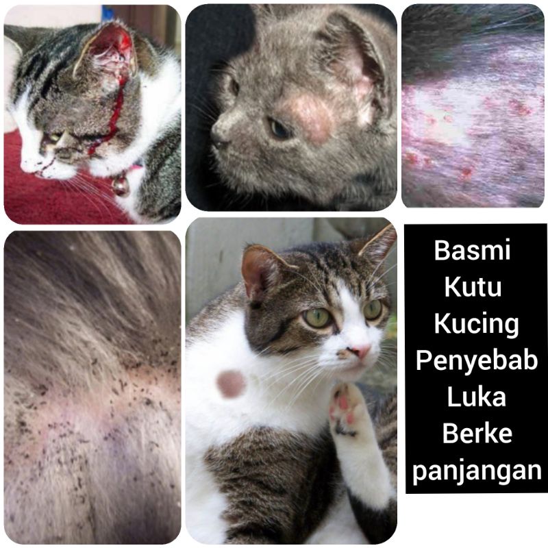 SISIR KUTU Kucing