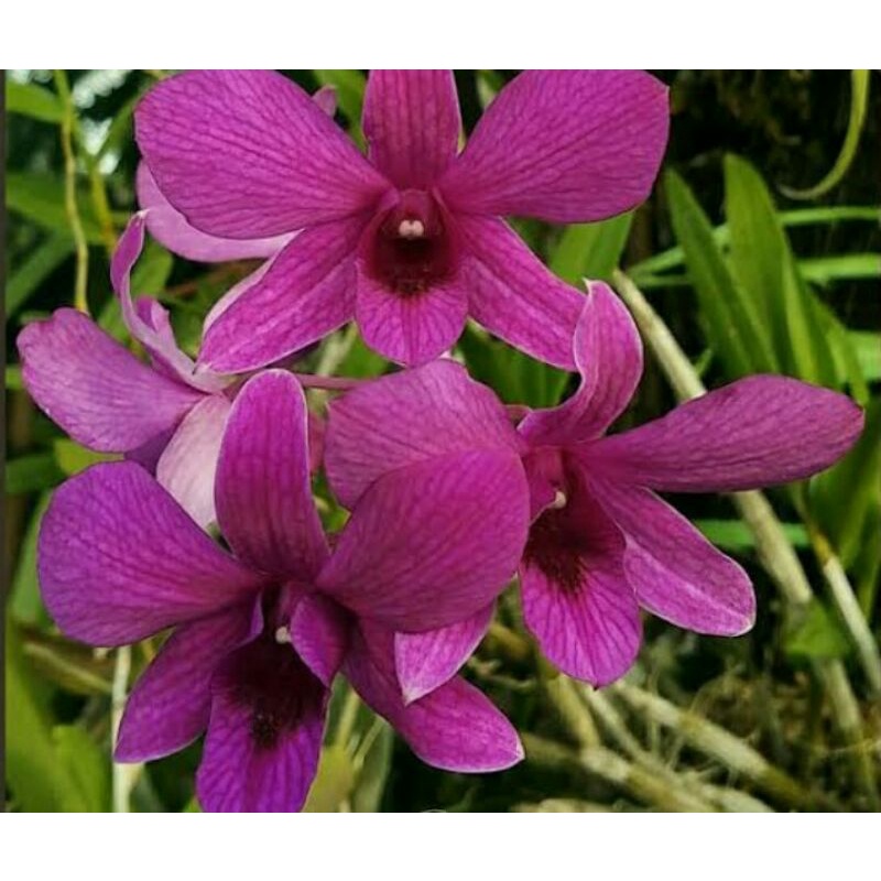 Dendrobium Bantimurung